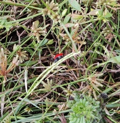 Coccinella transversalis