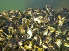 Saccostrea glomerata