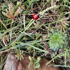 Coccinella transversalis