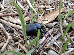 Timarcha goettingensis
