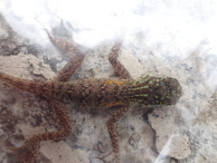 Agama picticauda