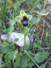Ophrys bombyliflora