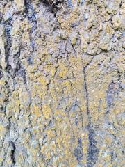Candelariaceae