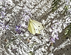 Pieris rapae