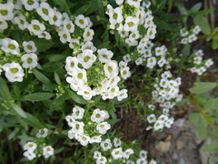 Lobularia