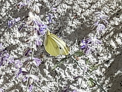 Pieris rapae
