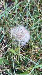 Taraxacum erythrospermum