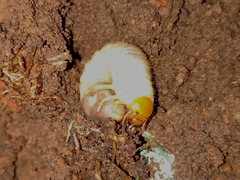 Strategus aloeus