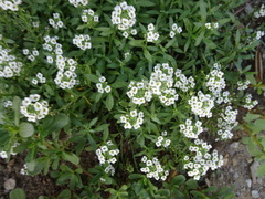 Lobularia