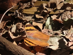 Euphaedra neophron ellenbecki