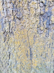 Candelariaceae