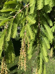 Metasequoia