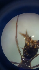 Micrathena fissispina