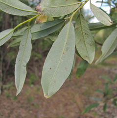 Salix gmelinii