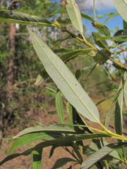 Salix gmelinii