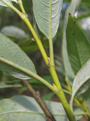Salix gmelinii