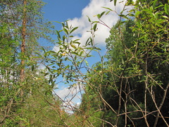 Salix gmelinii