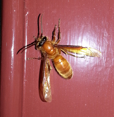 Provespa barthelemyi