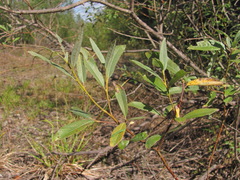 Salix gmelinii