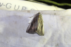 Catocala herodias gerhardi