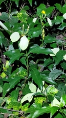 Mussaenda formosanum