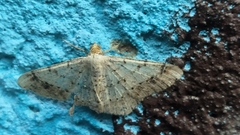 Psamatodes abydata