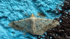Psamatodes abydata