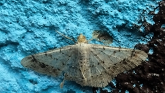 Psamatodes abydata