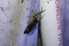 Prionoxystus robiniae