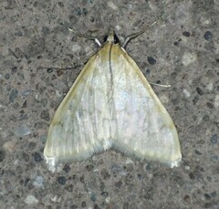 Hahncappsia pergilvalis