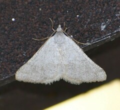 Taeniogramma mendicata