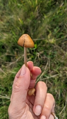 Hypholoma ericaeum
