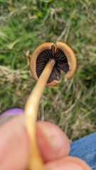 Hypholoma ericaeum