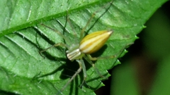 Oxyopes macilentus