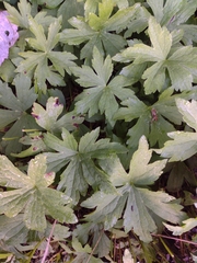 Anemonastrum canadense
