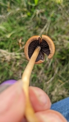 Hypholoma ericaeum