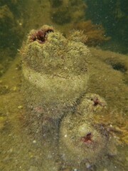 Pyura praeputialis