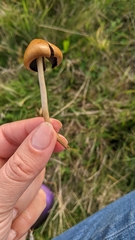 Hypholoma ericaeum