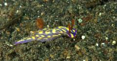 Hypselodoris zephyra