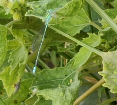 Pseudagrion decorum