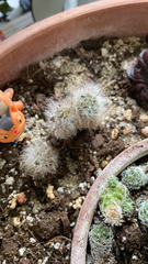 Mammillaria prolifera