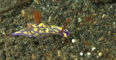 Hypselodoris zephyra