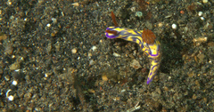 Hypselodoris zephyra