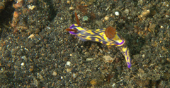 Hypselodoris zephyra
