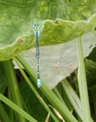 Pseudagrion decorum
