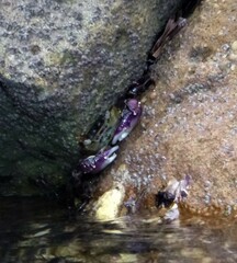 Leptograpsus variegatus