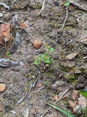 Hydrocotyle callicarpa
