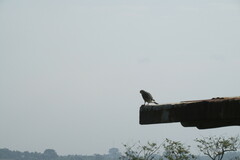 Kaupifalco monogrammicus