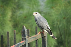 Kaupifalco monogrammicus