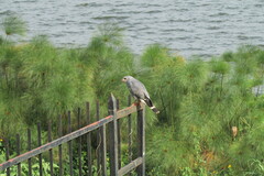 Kaupifalco monogrammicus